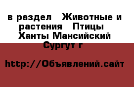  в раздел : Животные и растения » Птицы . Ханты-Мансийский,Сургут г.